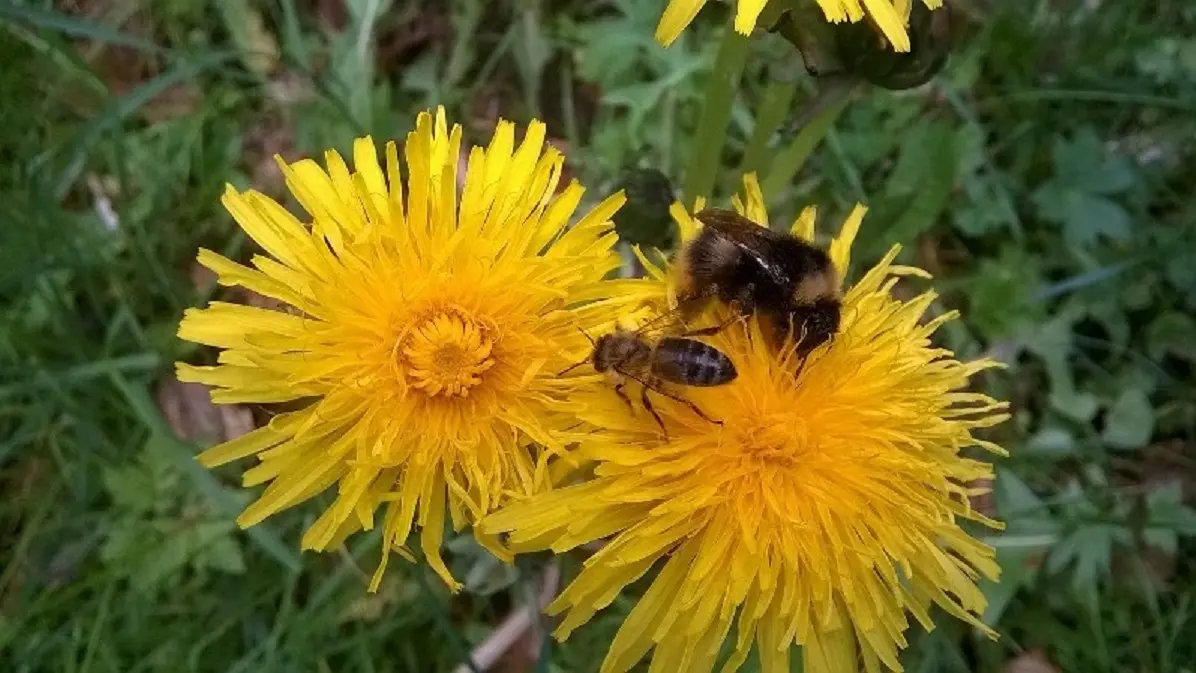 Abeille