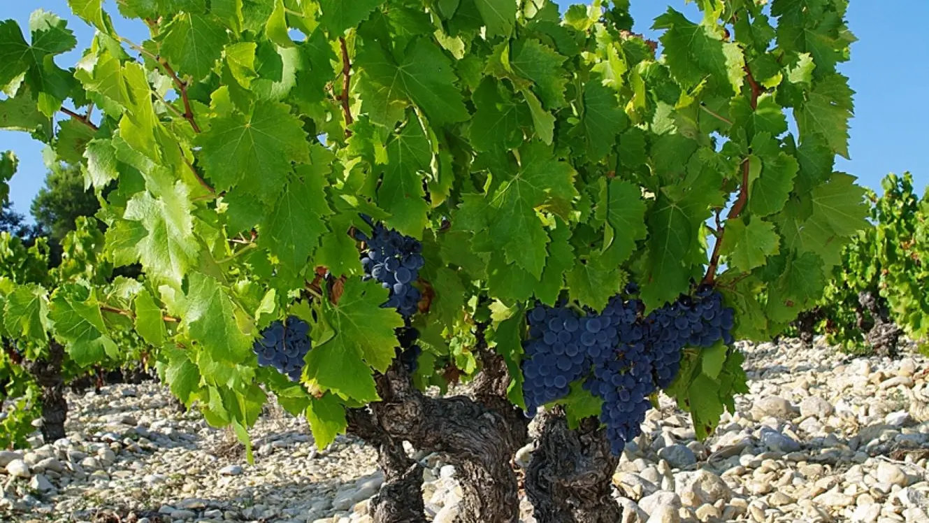 Grenache