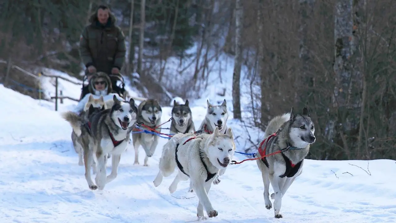 Mushing