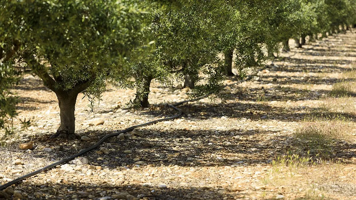 Domaine oléicole Maricera à Aureille