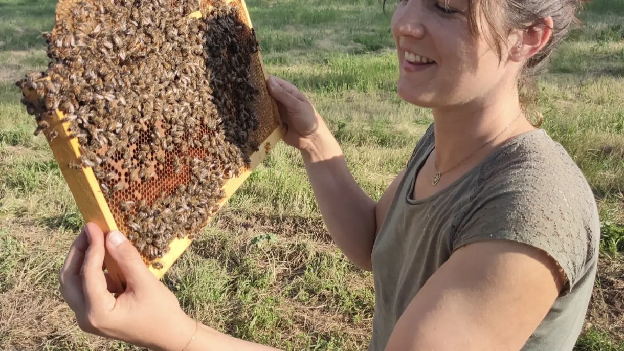Harmonie dans le rucher
