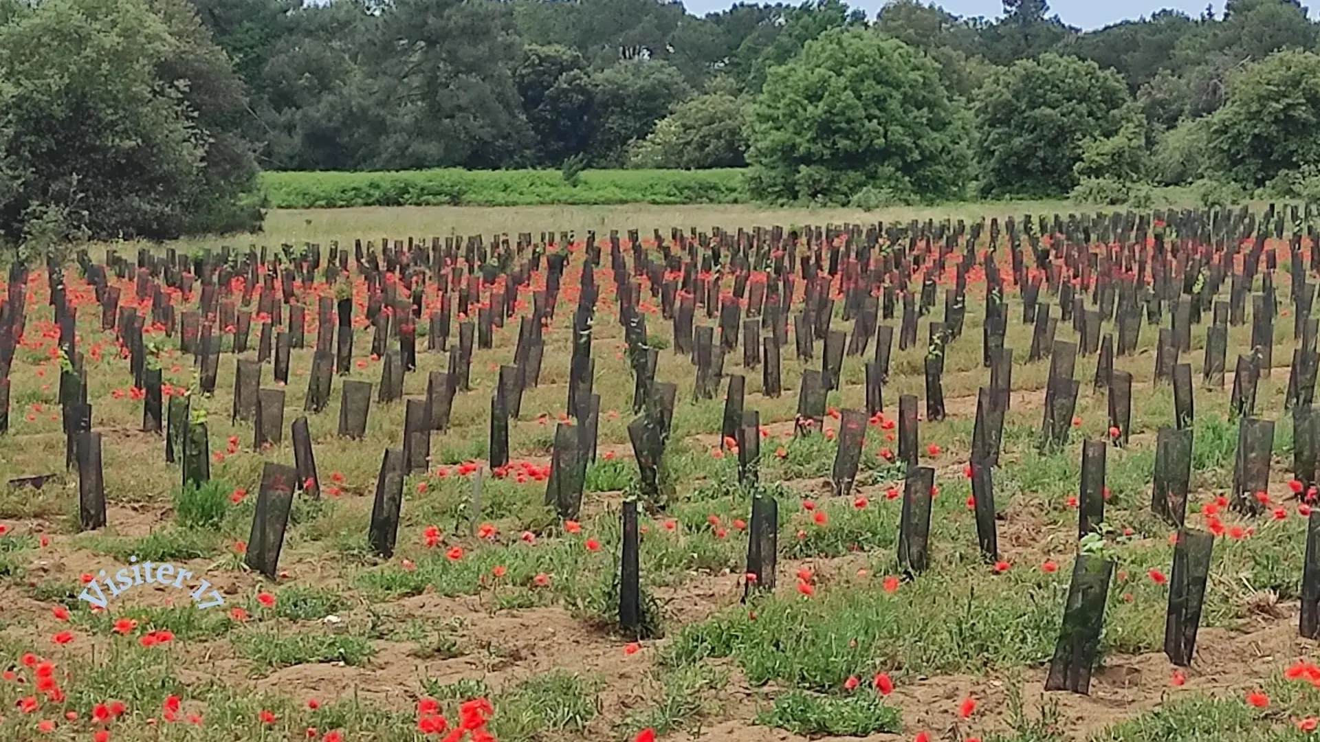 Vignes et coquelicots