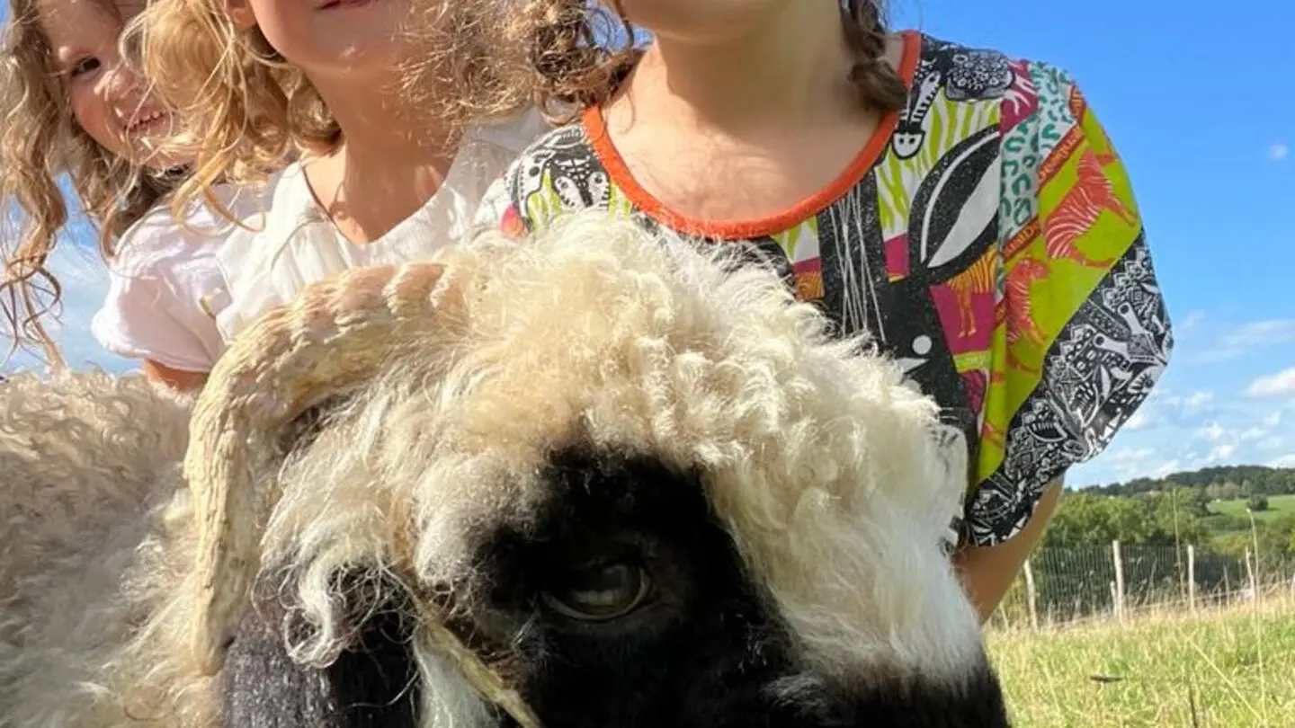 Mouton à nez noir du Valais