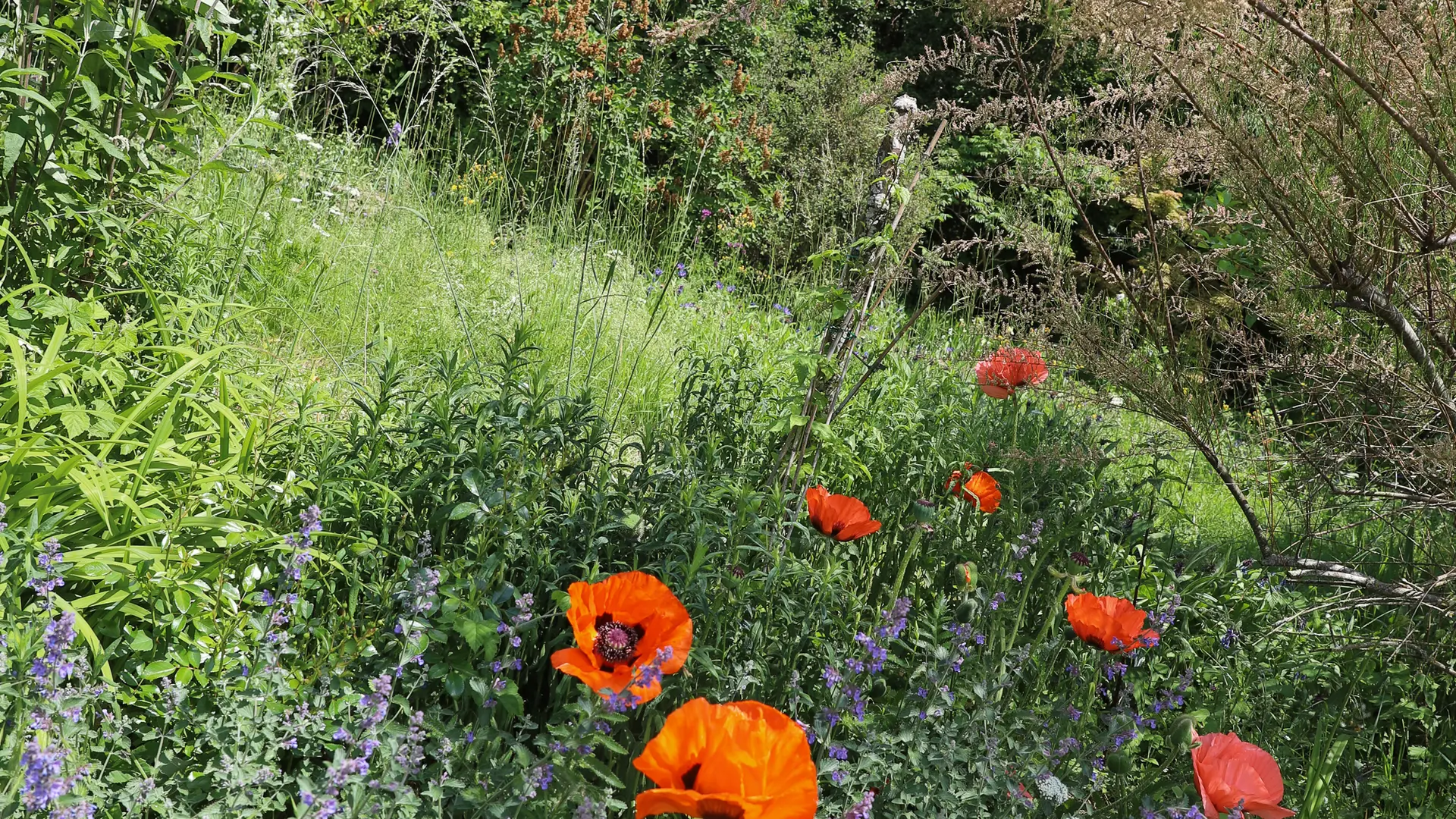 Le château de Sothonod