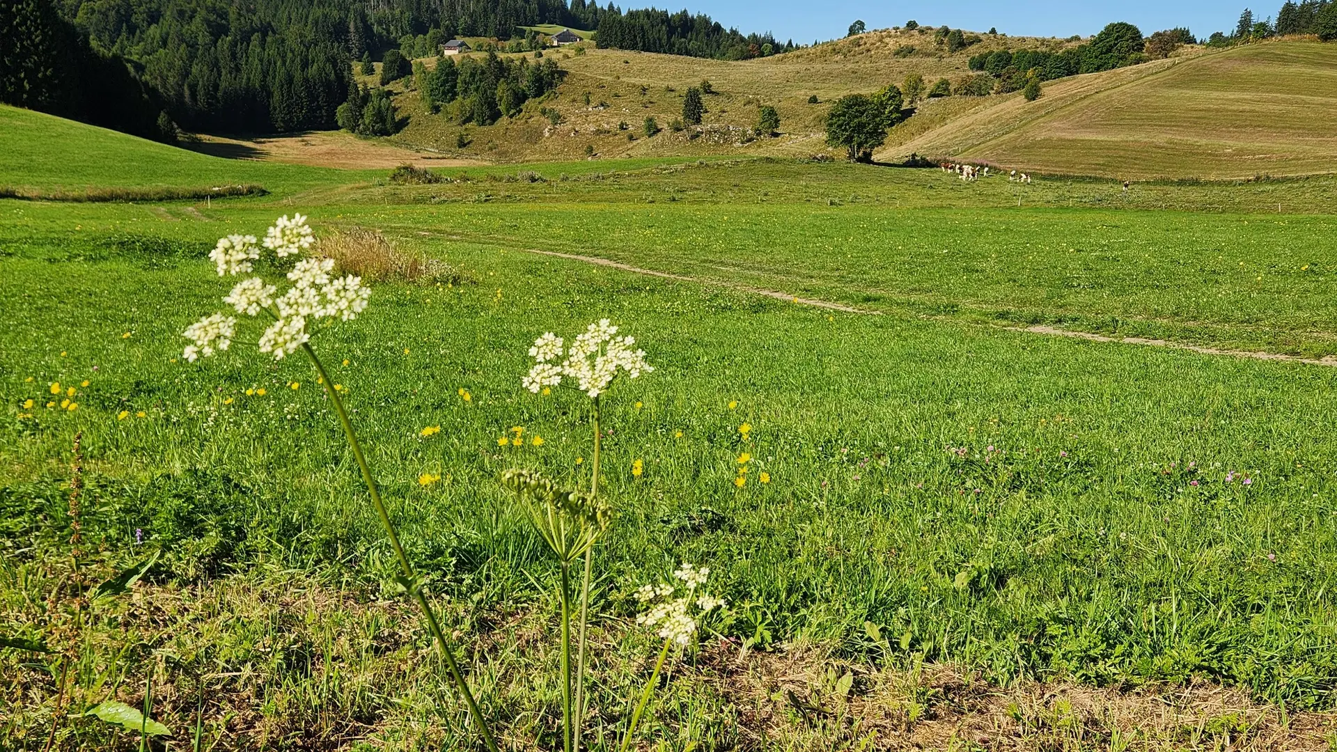 alpage de plaine joux