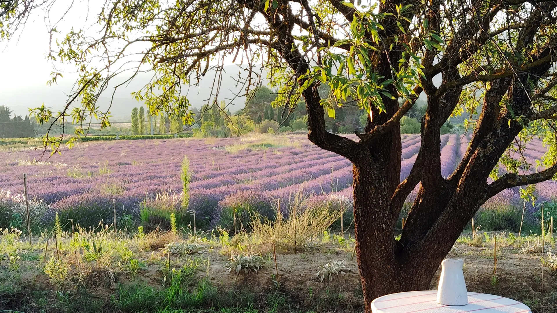 La Provence en Bouteille