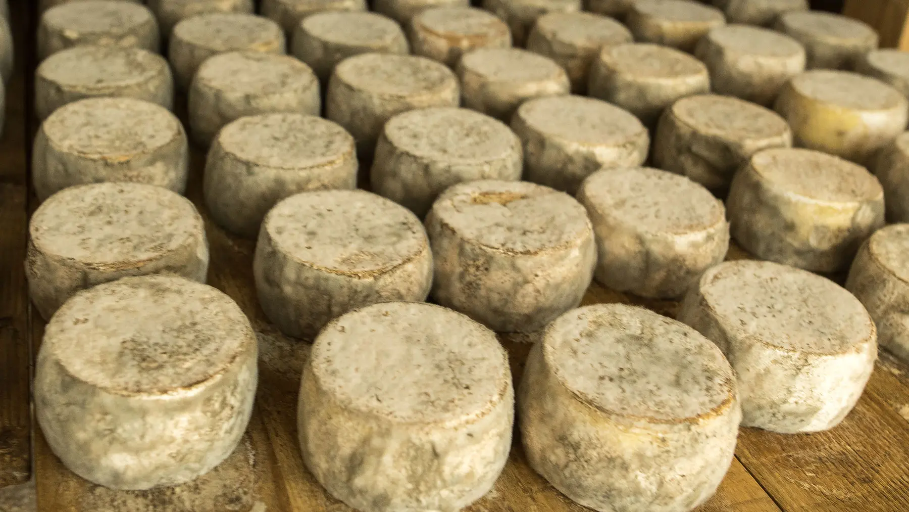 Les fromages en affinage dans la cave