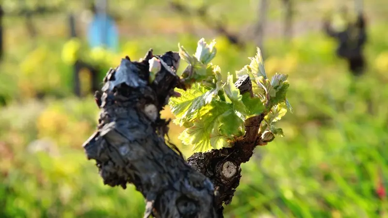 Syndicat des Producteurs