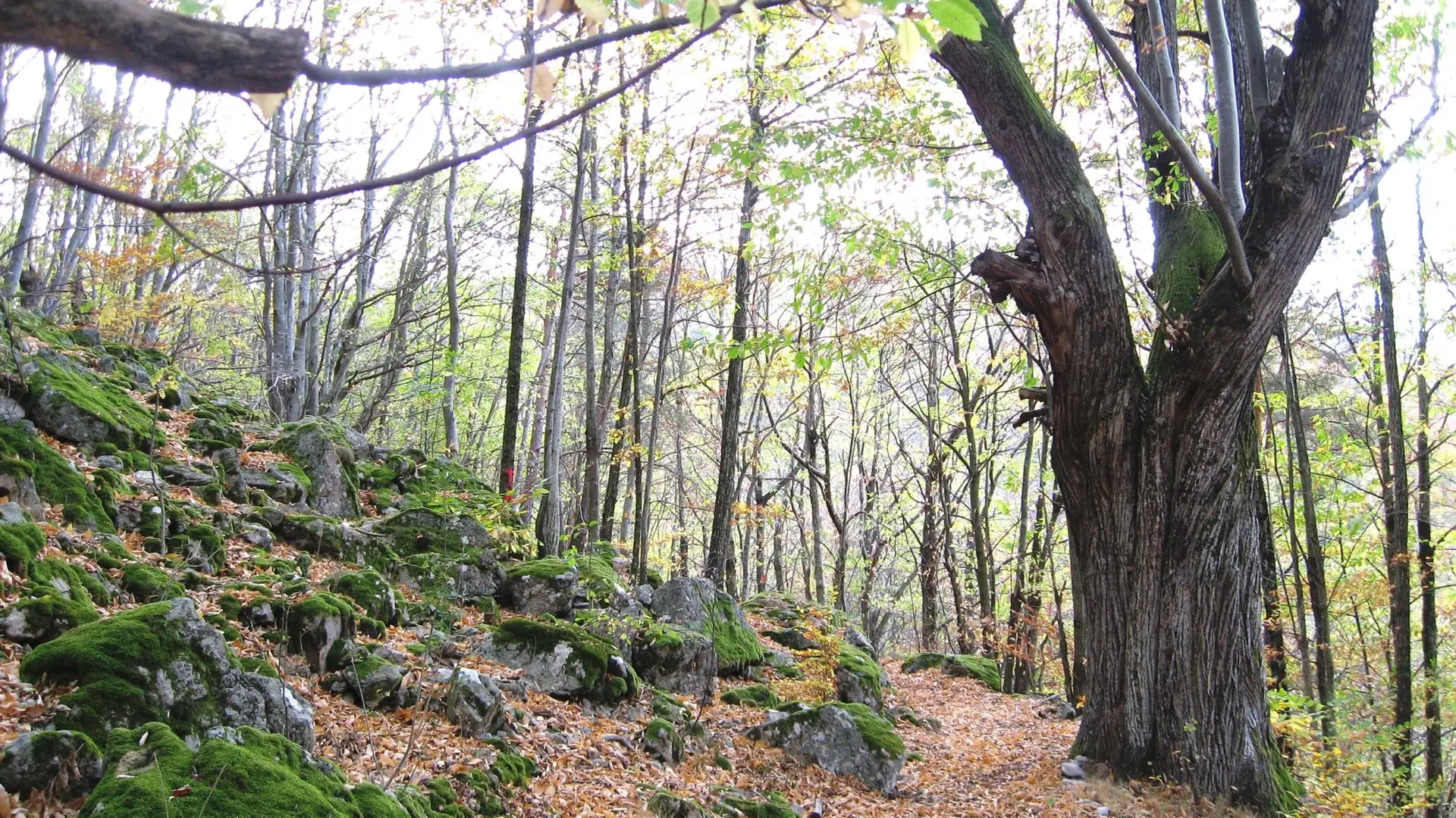 Sentier proche de Champel