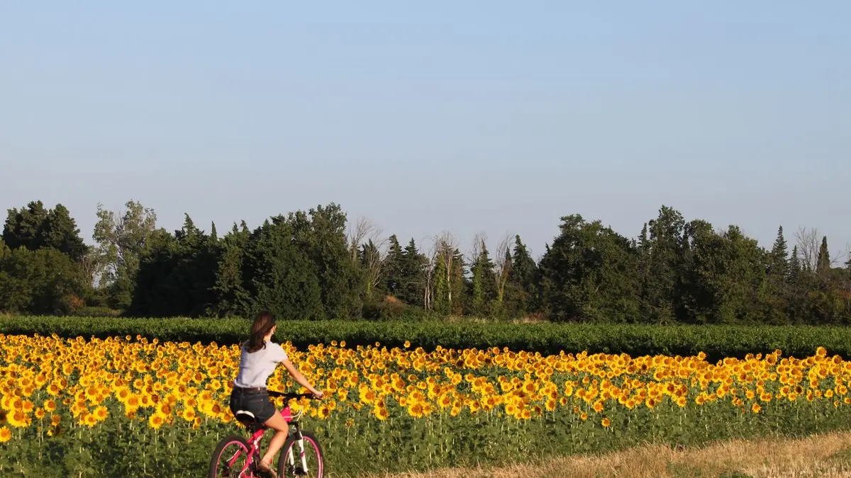 tournesols vélo
