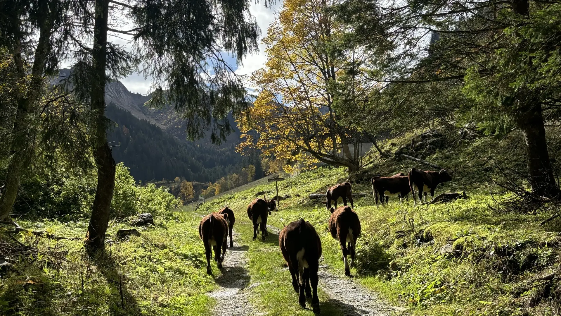 Vaches