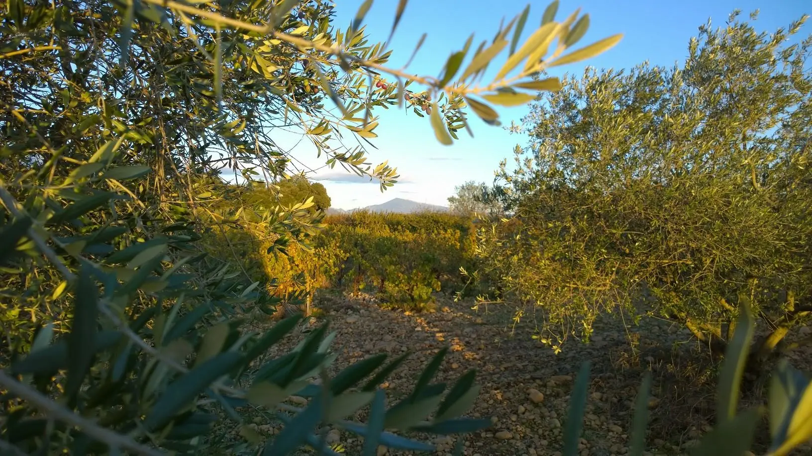 Huile d'olive Domaine de Pécoulette