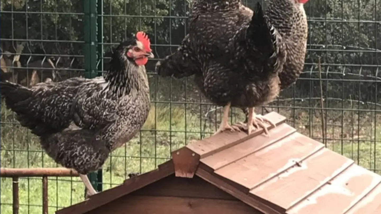 Poules en liberté dans le jardin de la location