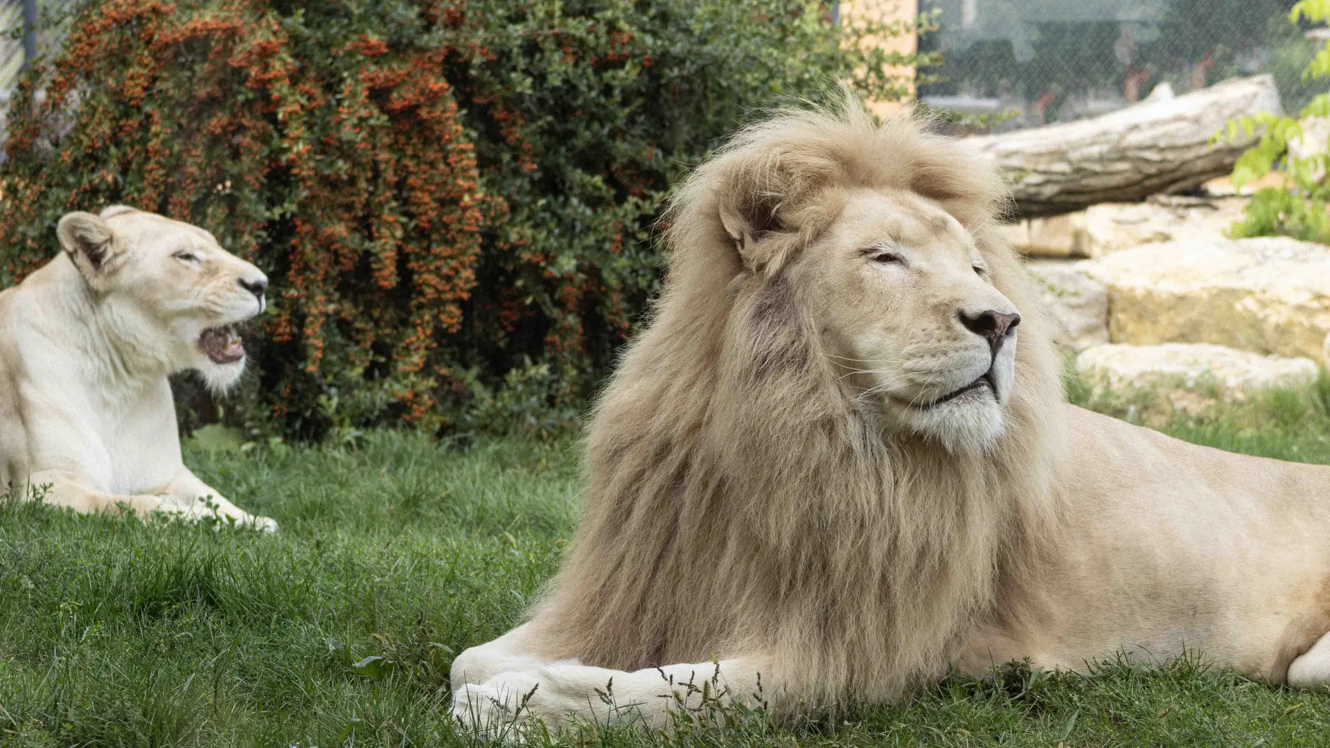 Couple de lions dans leur enclos