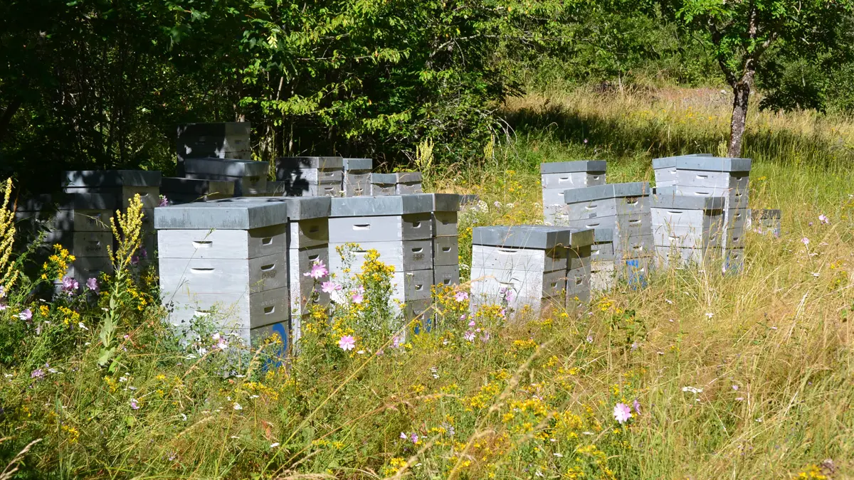 Benoit Doremus, apiculteur récoltant, vallée du Valgaudemar