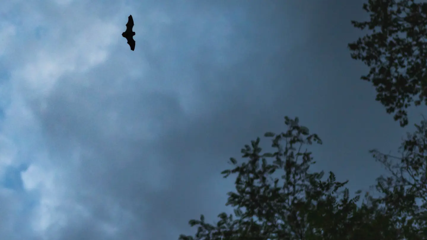Chauve-souris en vol