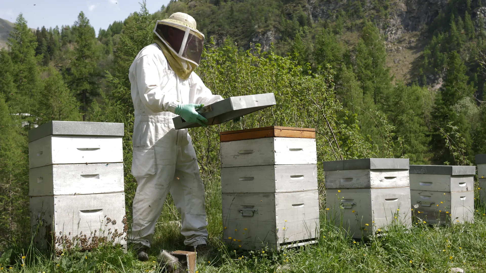 Les abeilles de Luc - Luc Marchand