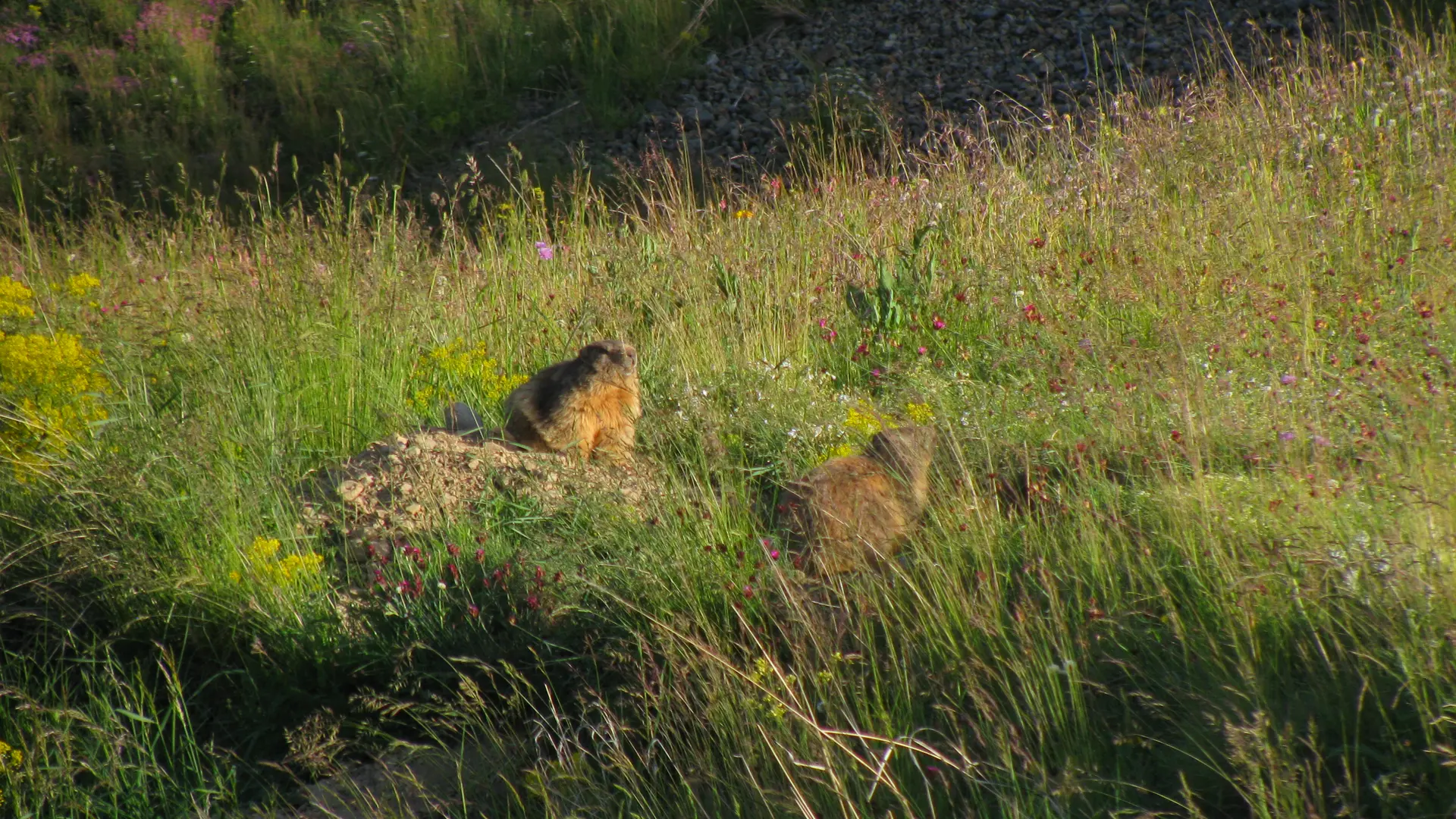 Photographie d'une marmotte