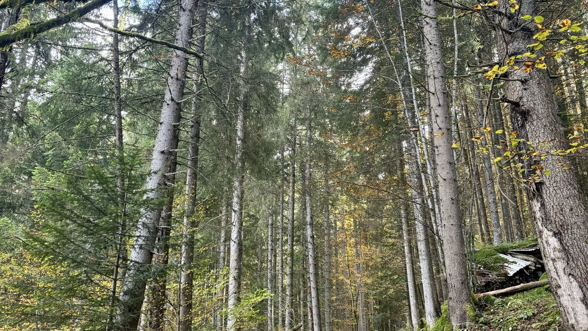 Sentier