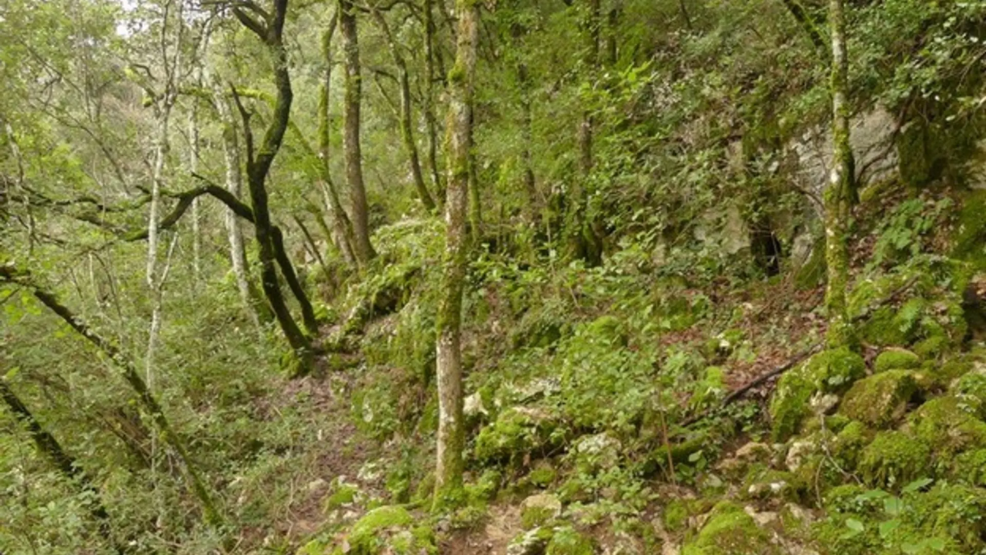 Ambiance forestière sur le sentier