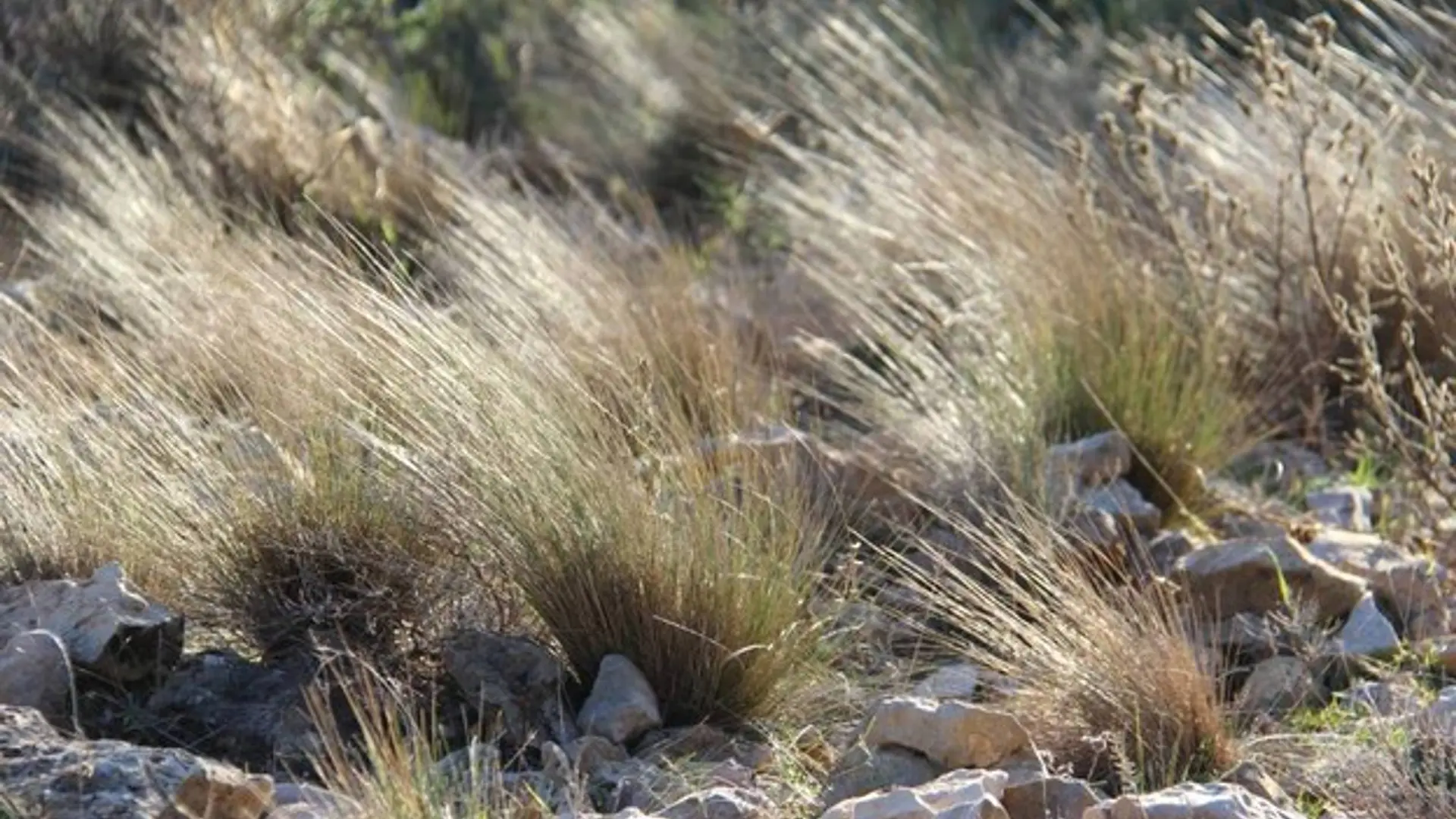 La végétation des crêtes