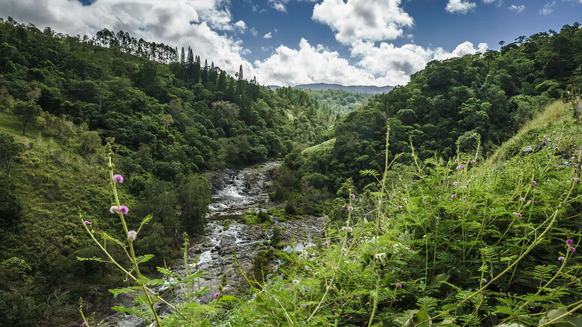 Forest - Table-Unio Valley