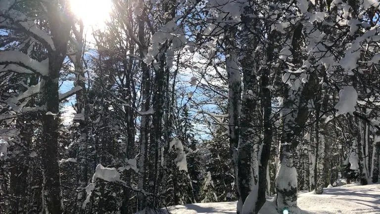 Forêt sous la neige, temps ensoleillé