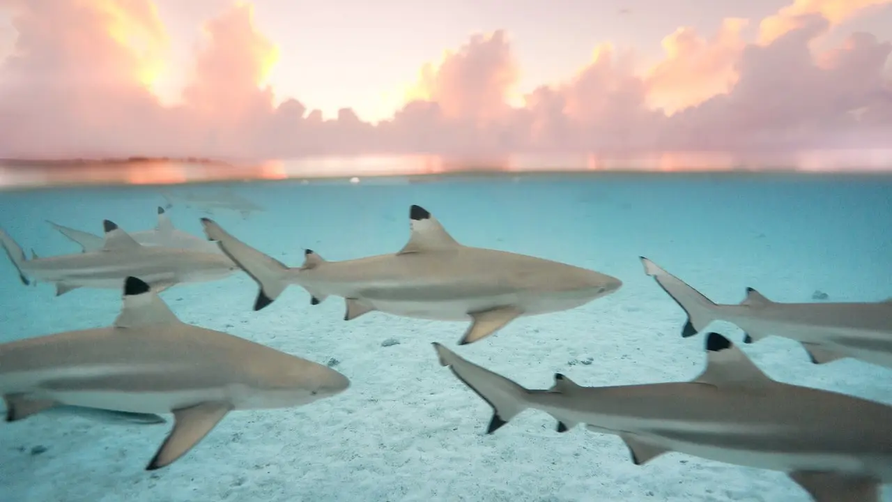 Moorea Moana Tours