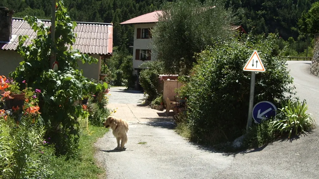 Libellules en haur de la  la grande maison