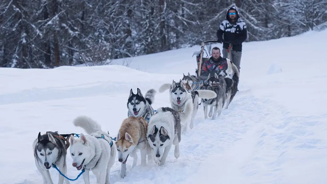 Chiens de traineau