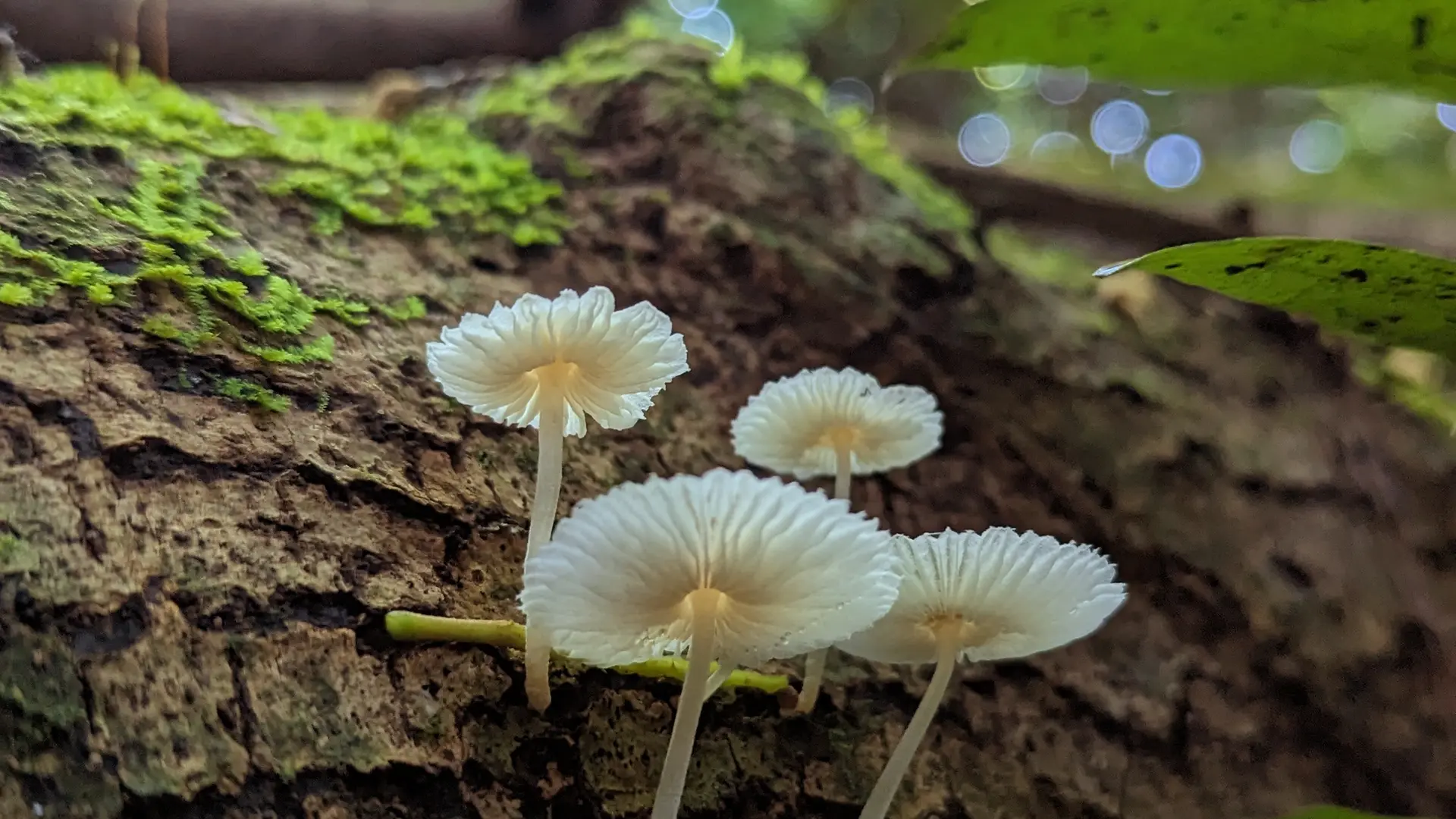 Champignons
