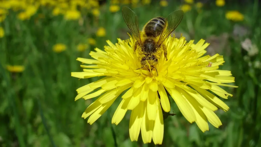 Musée de l'Abeille