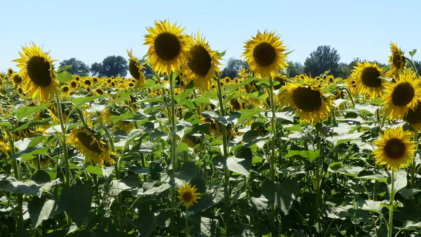 Champ de tournesol face au gîte