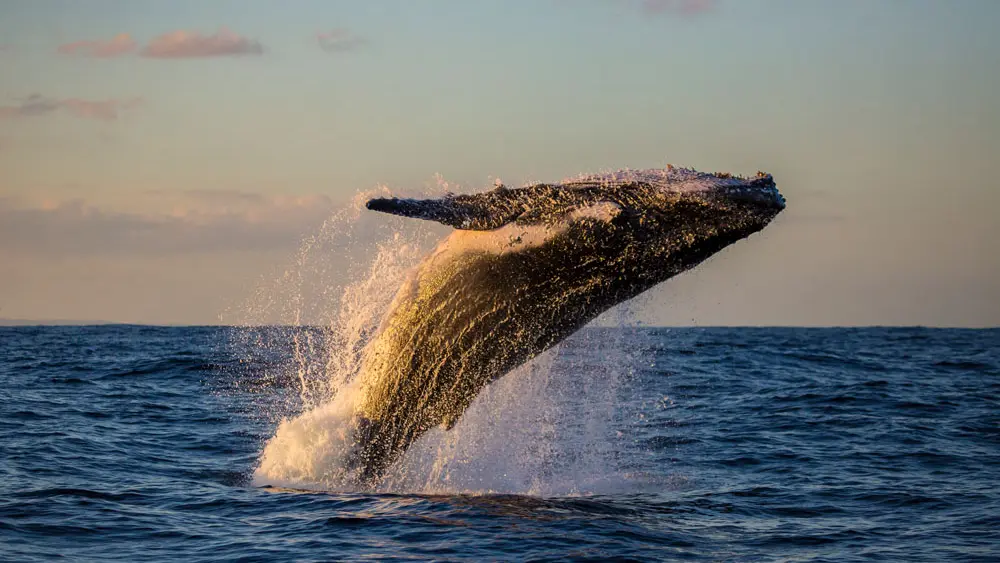 observation-baleine-moorea