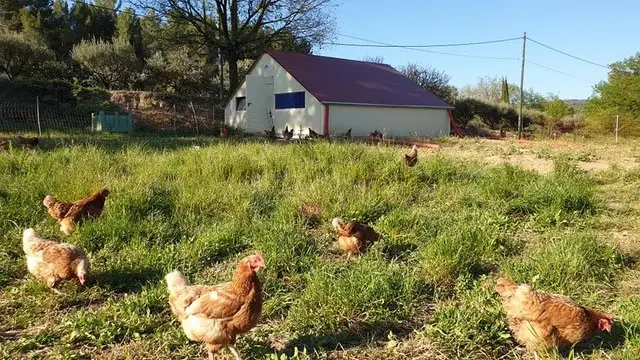 Poules plein air