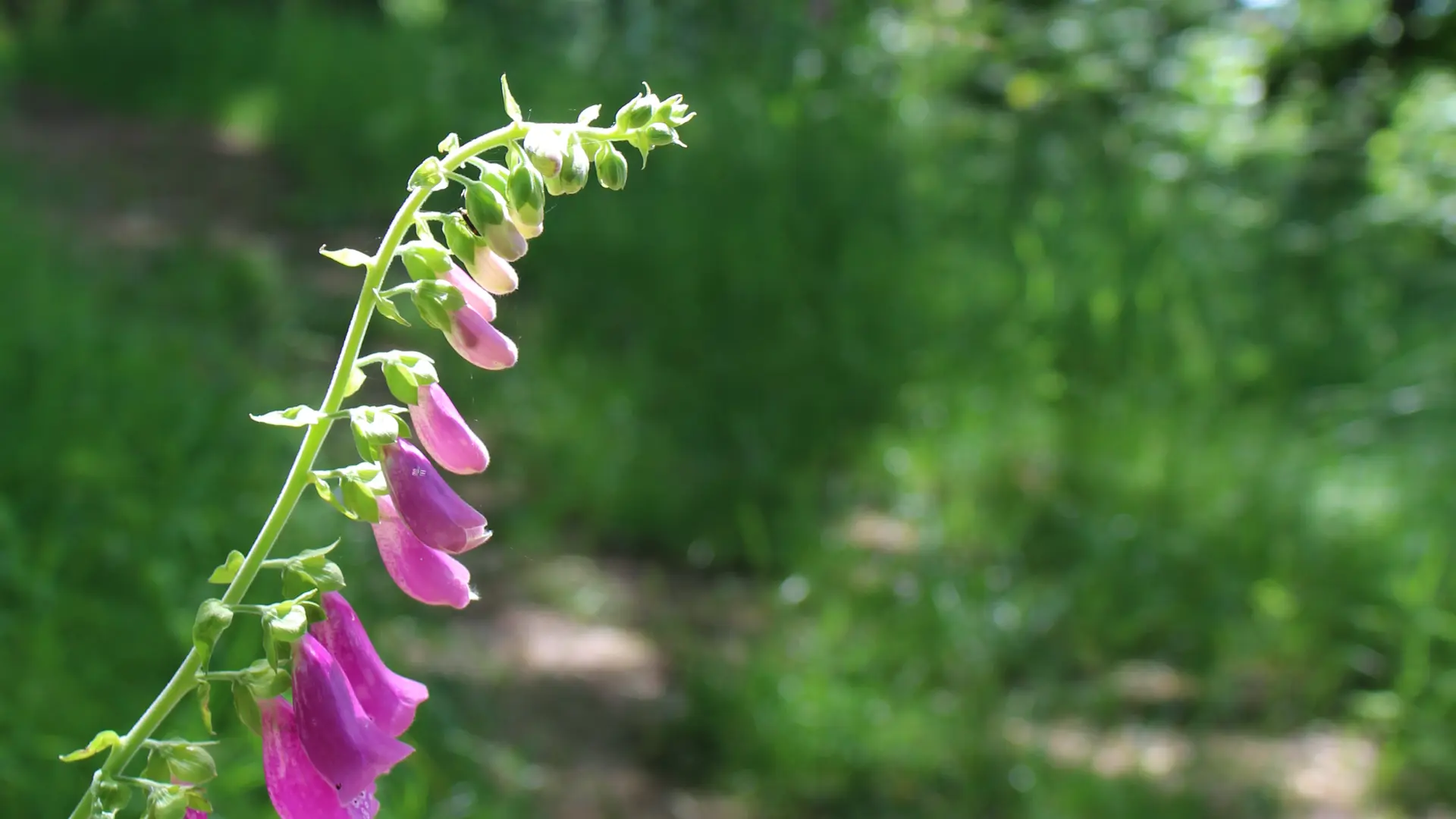 Sentier ombragé dans un bois