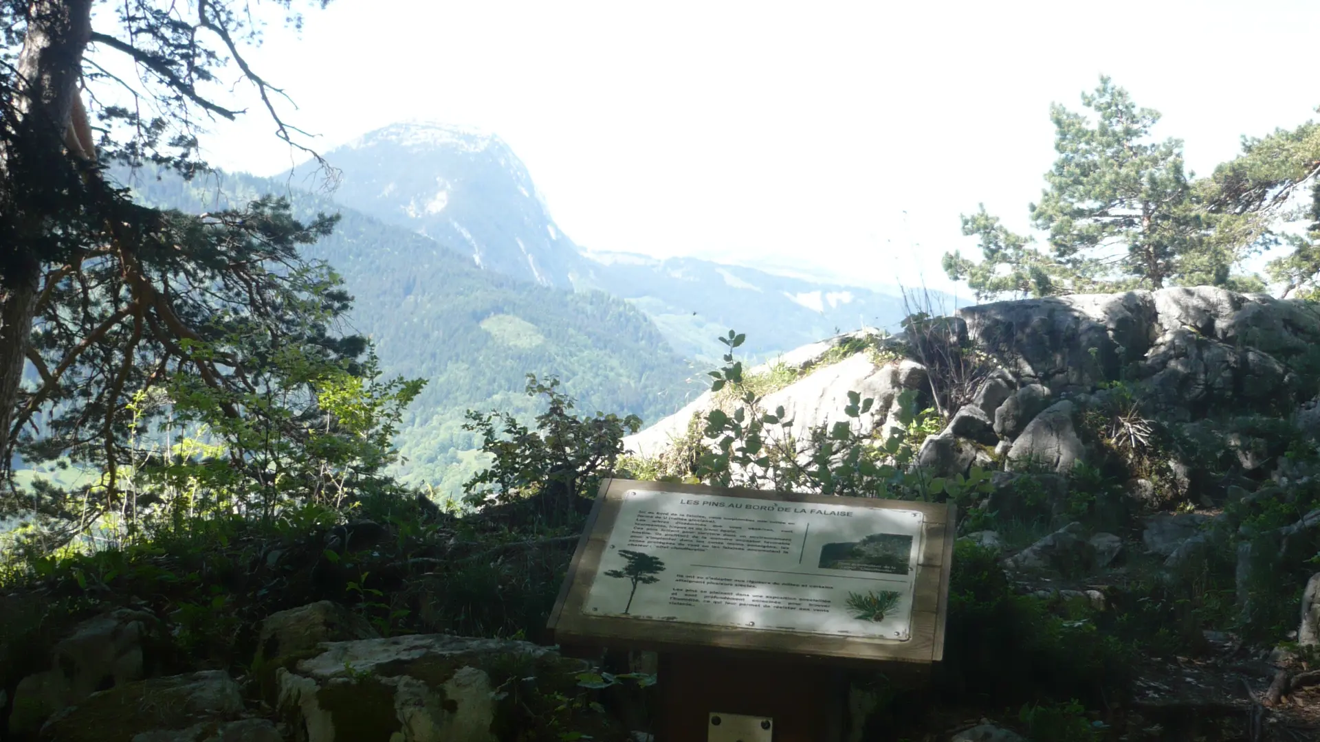Panorama entre les arbres