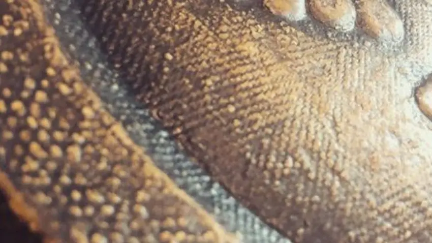 Au Clair de la Vigne Côté Caves Bandol