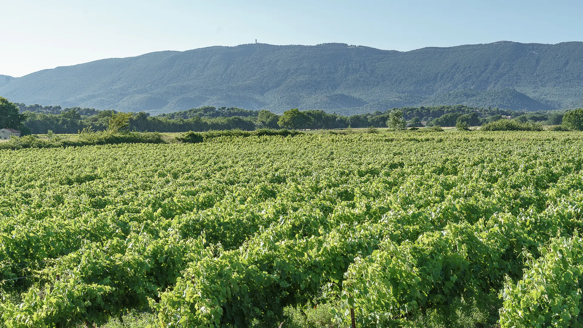 La Vallée d'Or