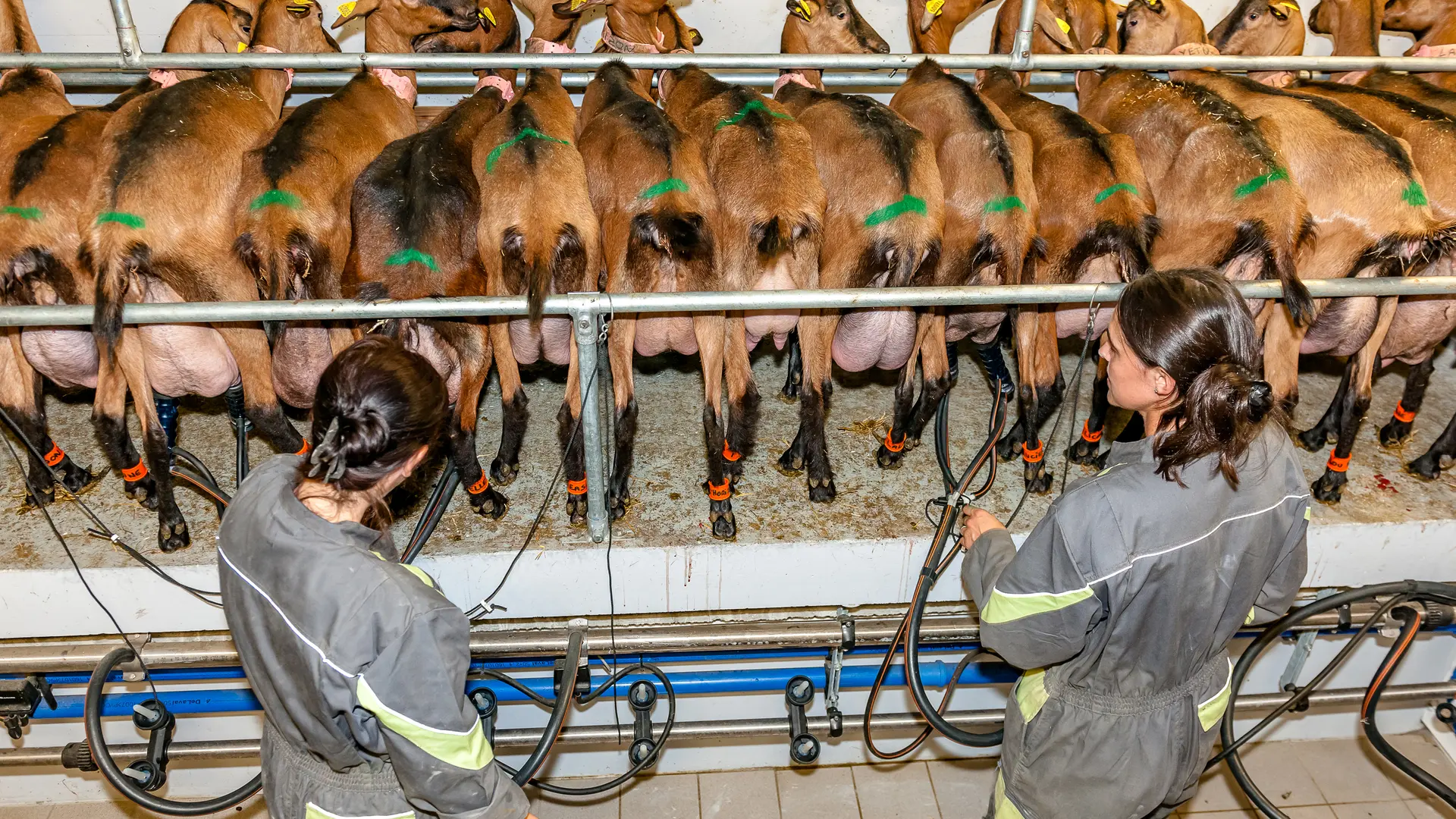 Milking goats
