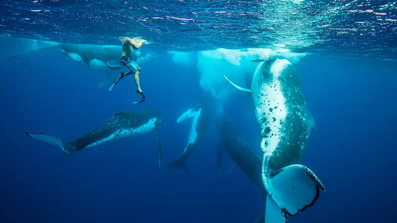 Moorea Moana Tours