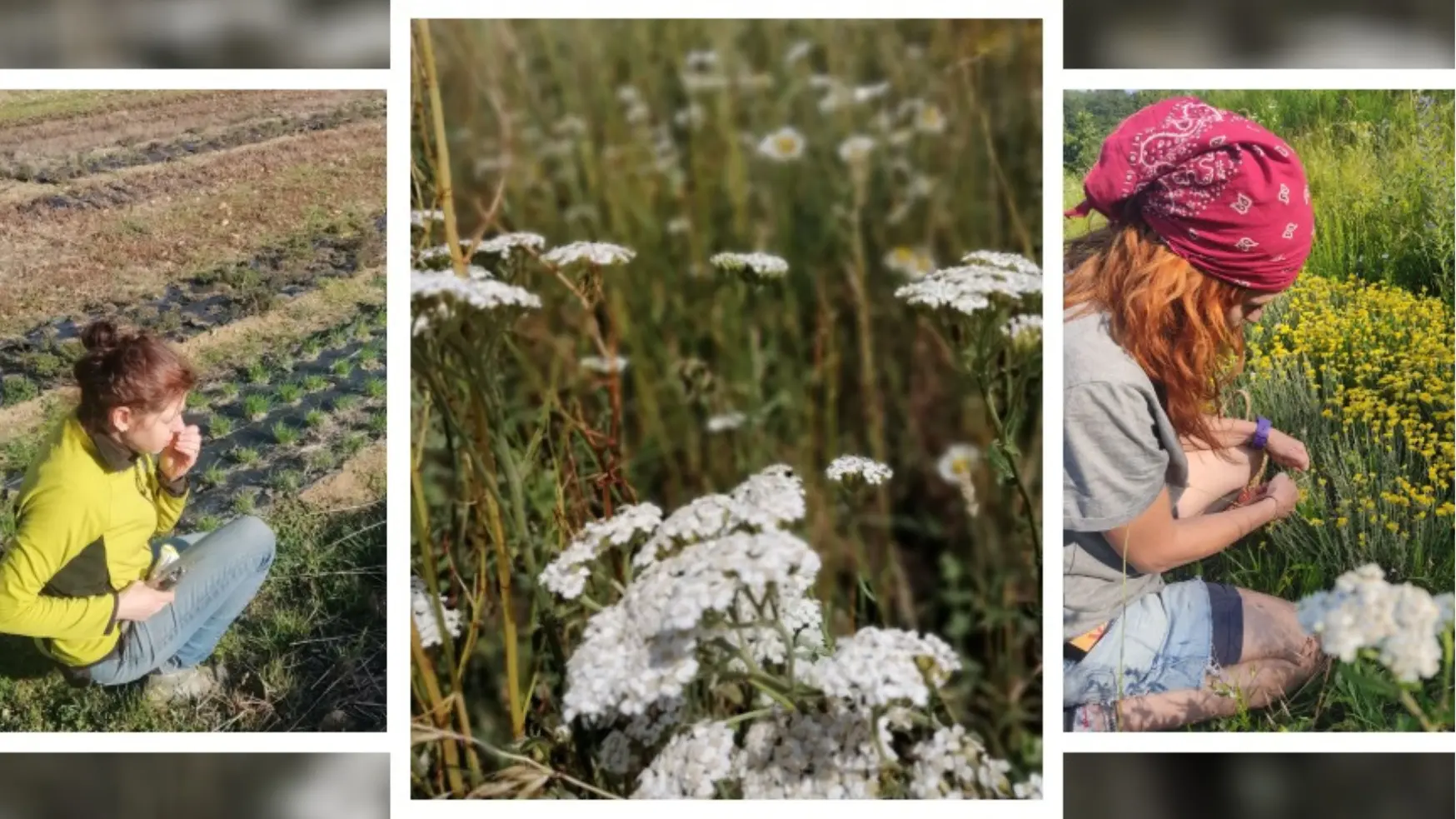 Productrices Bio de plantes aromatiques et médicinales au cœur du Parc du Pilat