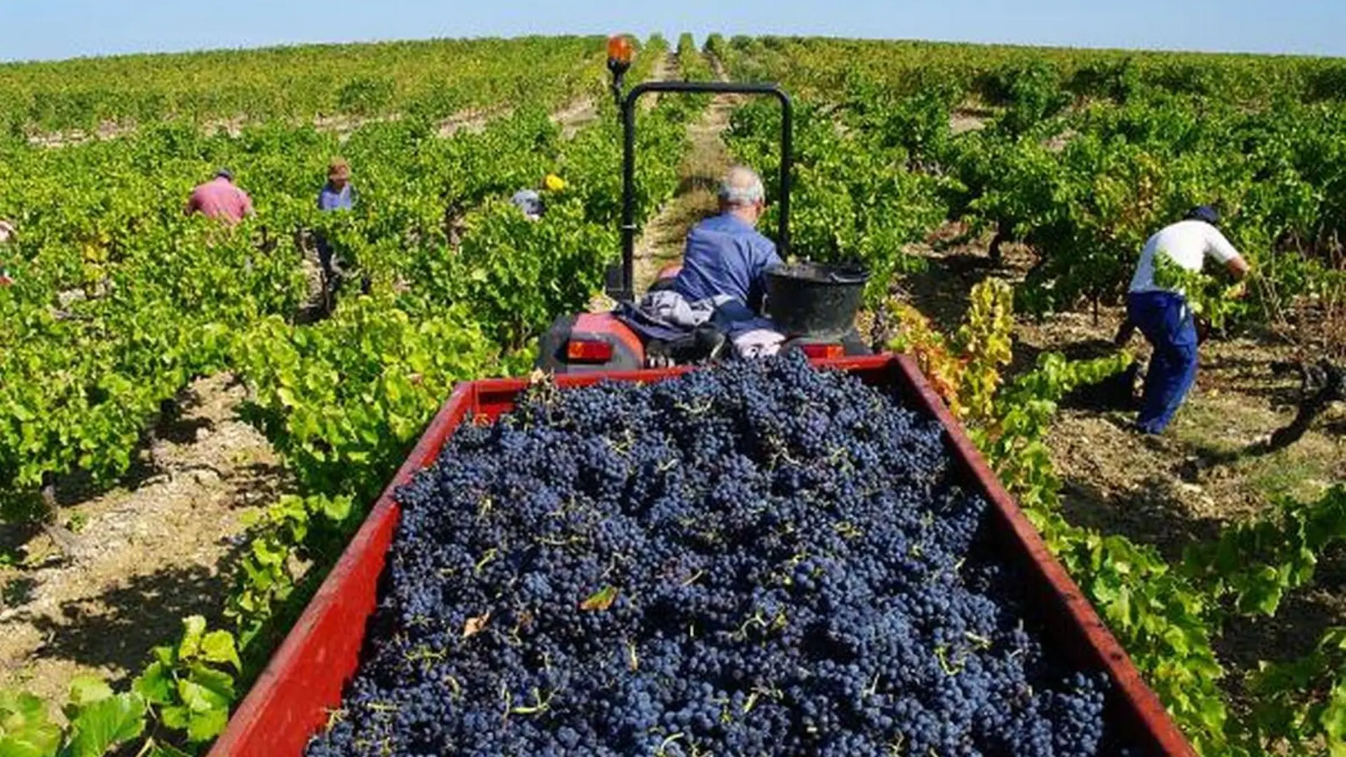 Les vendanges