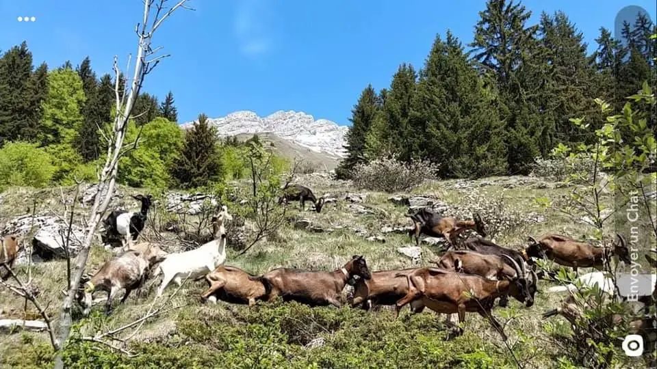 La Chèvrerie des Aravis