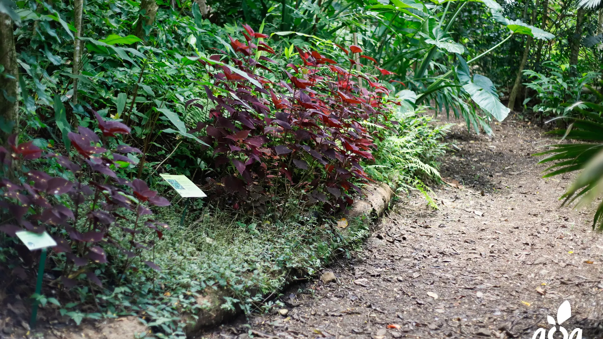 Forêt des médicinales