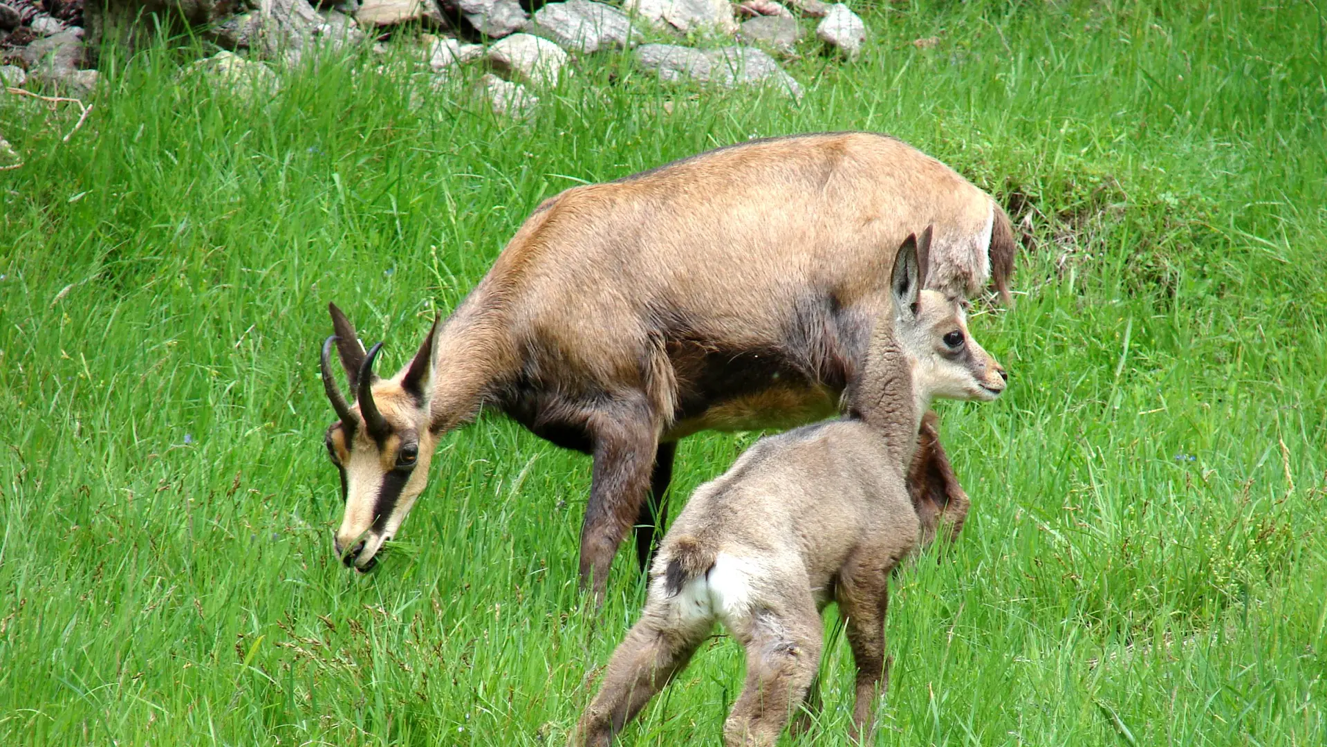 Découverte des Chamois