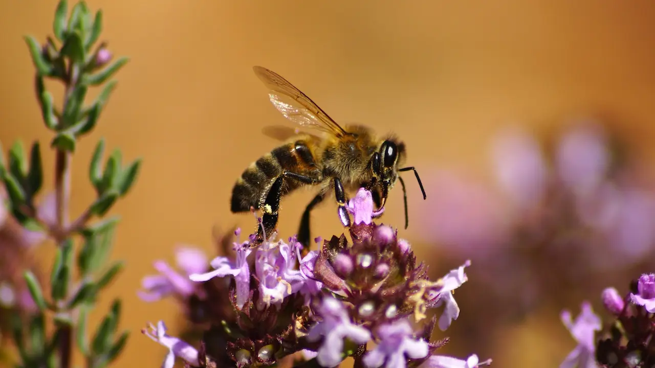 Musée de l'Abeille