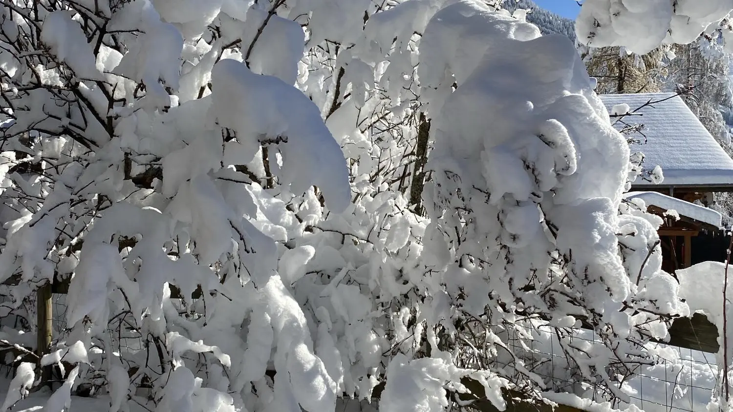 Neige dans le jardin