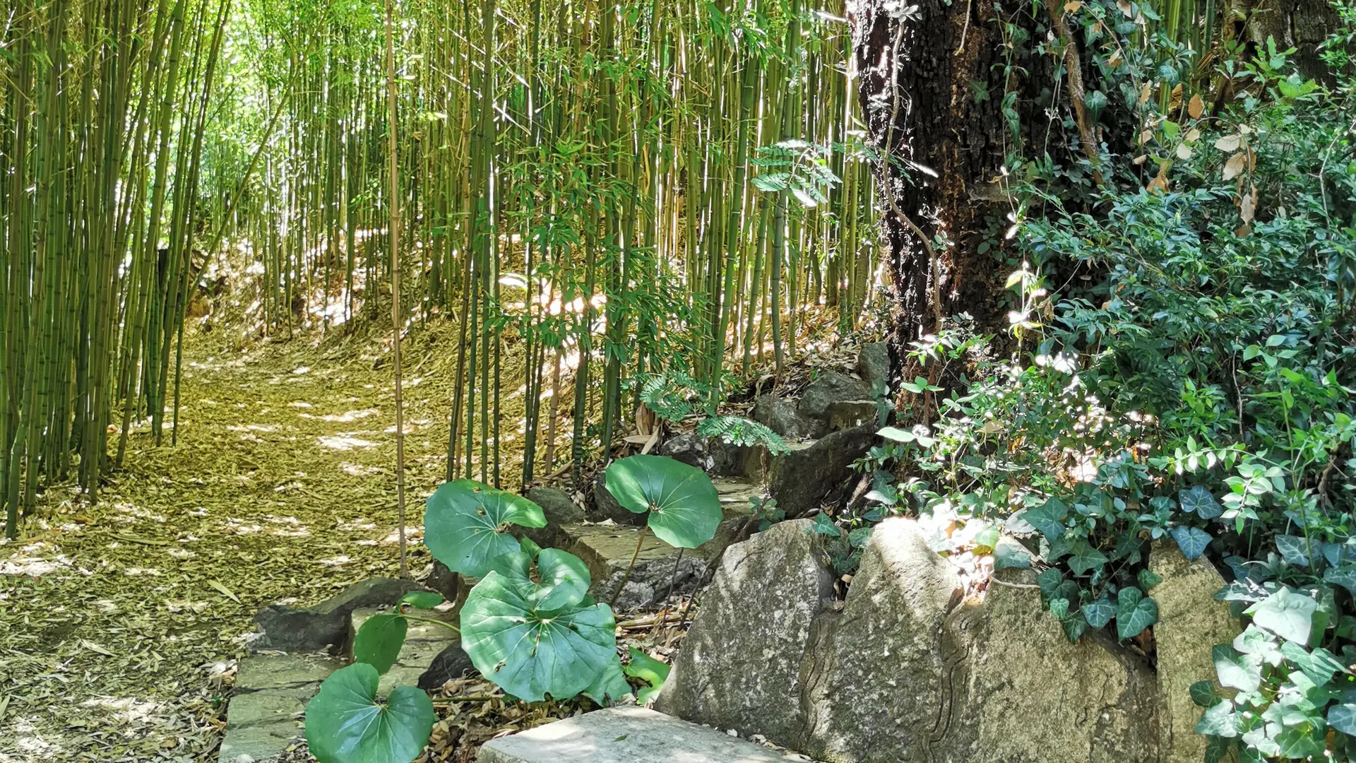 Jardin d'Asie subtropicale