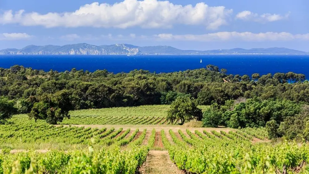 Excursion œnologique en Côtes de Provence – demi journée en mini-van La Londe les Maures